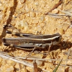 Macrotona australis at Karabar, NSW - 27 Feb 2021