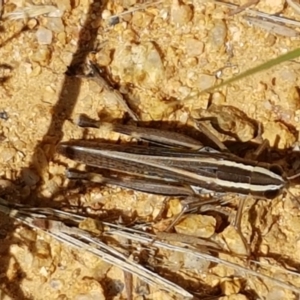 Macrotona australis at Karabar, NSW - 27 Feb 2021