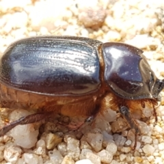 Dasygnathus trituberculatus (Rhinoceros beetle) at Karabar, NSW - 27 Feb 2021 by tpreston