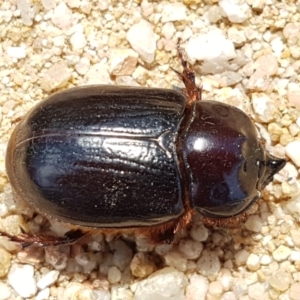 Dasygnathus sp. (genus) at Karabar, NSW - 27 Feb 2021