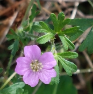 Geranium solanderi var. solanderi at Karabar, NSW - 27 Feb 2021 02:05 PM