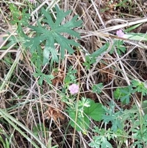 Geranium solanderi var. solanderi at Karabar, NSW - 27 Feb 2021