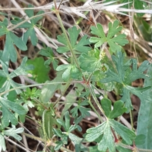 Geranium solanderi var. solanderi at Karabar, NSW - 27 Feb 2021 02:05 PM