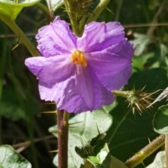 Solanum cinereum (Narrawa Burr) at Karabar, NSW - 27 Feb 2021 by trevorpreston