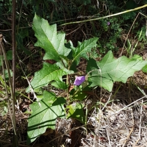 Solanum cinereum at Karabar, NSW - 27 Feb 2021