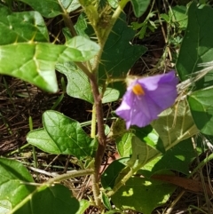 Solanum cinereum at Karabar, NSW - 27 Feb 2021