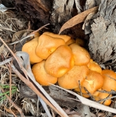 Gymnopilus junonius (Spectacular Rustgill) at Murrumbateman, NSW - 21 Feb 2021 by SimoneC