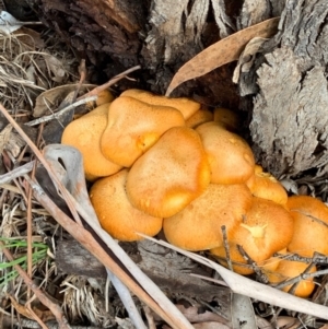 Gymnopilus junonius at Murrumbateman, NSW - 21 Feb 2021