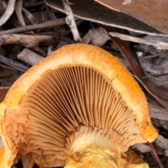 Gymnopilus junonius at Murrumbateman, NSW - 21 Feb 2021