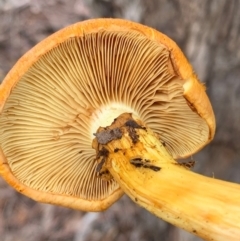 Gymnopilus junonius at Murrumbateman, NSW - 21 Feb 2021 04:16 PM