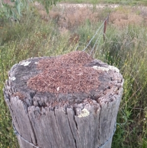 Papyrius sp. (genus) at Paddys River, ACT - suppressed