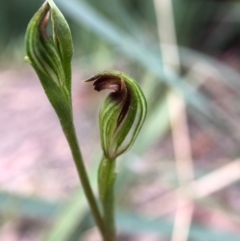 Speculantha rubescens (Blushing Tiny Greenhood) at Gibraltar Pines - 27 Feb 2021 by JasonC