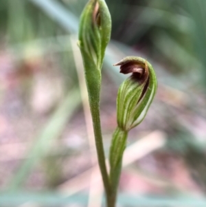 Speculantha rubescens at Paddys River, ACT - 27 Feb 2021