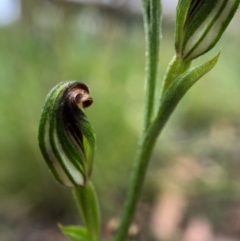 Speculantha rubescens at Paddys River, ACT - 27 Feb 2021