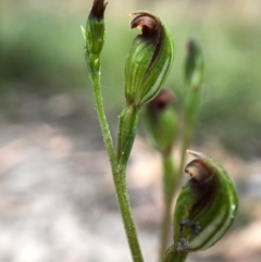 Speculantha rubescens at Paddys River, ACT - 27 Feb 2021