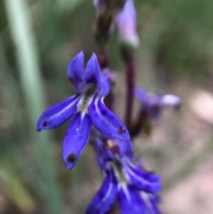 Lobelia dentata/gibbosa (Lobelia dentata or gibbosa) at Namadgi National Park - 27 Feb 2021 by JasonC