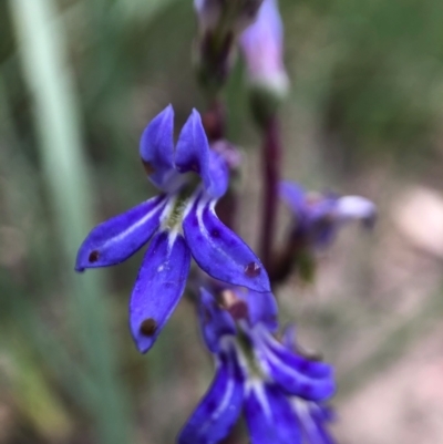 Lobelia dentata/gibbosa (Lobelia dentata or gibbosa) at Namadgi National Park - 27 Feb 2021 by JasonC