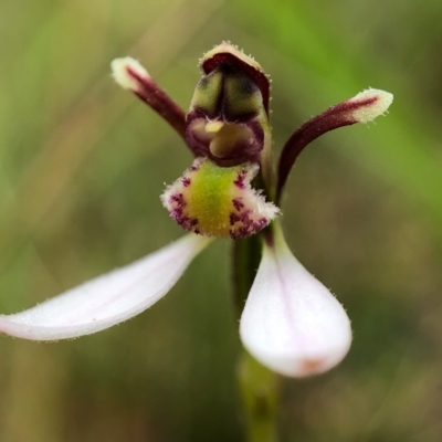 Eriochilus cucullatus (Parson's Bands) at Paddys River, ACT - 27 Feb 2021 by JasonC
