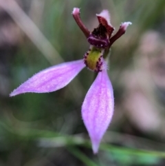 Eriochilus magenteus (Magenta Autumn Orchid) at Paddys River, ACT - 27 Feb 2021 by JasonC