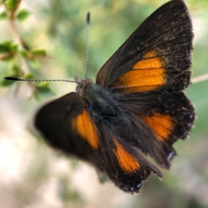 Paralucia aurifera at Paddys River, ACT - 27 Feb 2021 12:36 PM