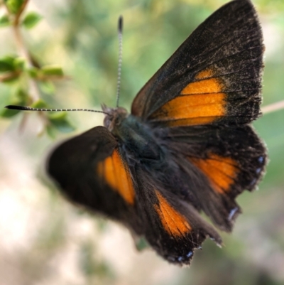 Paralucia aurifera (Bright Copper) at Paddys River, ACT - 27 Feb 2021 by JasonC