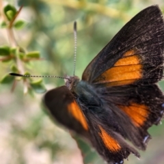 Paralucia aurifera at Paddys River, ACT - 27 Feb 2021