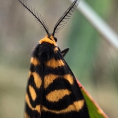 Asura lydia (Lydia Lichen Moth) at Gibraltar Pines - 27 Feb 2021 by JasonC