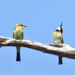 Merops ornatus (Rainbow Bee-eater) at Rugosa - 26 Feb 2021 by SenexRugosus