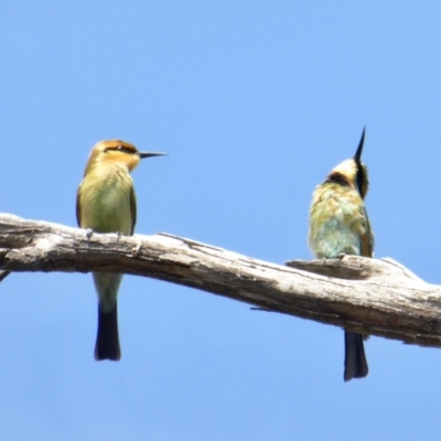 Merops ornatus (Rainbow Bee-eater) at Rugosa - 26 Feb 2021 by SenexRugosus