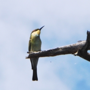 Merops ornatus at Yass River, NSW - 27 Feb 2021 10:38 AM