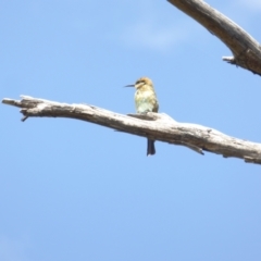 Merops ornatus at Yass River, NSW - 27 Feb 2021 10:38 AM