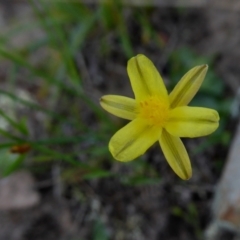 Tricoryne elatior at Yass River, NSW - 26 Feb 2021