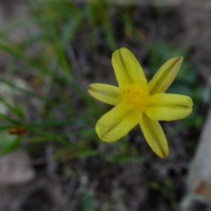 Tricoryne elatior at Yass River, NSW - 26 Feb 2021