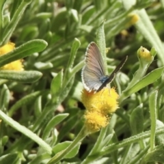 Zizina otis (Common Grass-Blue) at Aranda, ACT - 26 Feb 2021 by KMcCue