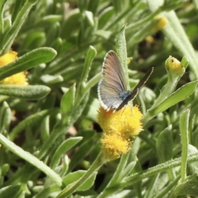 Zizina otis (Common Grass-Blue) at Aranda, ACT - 26 Feb 2021 by KMcCue