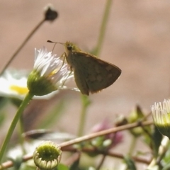 Ocybadistes walkeri (Green Grass-dart) at Aranda, ACT - 27 Feb 2021 by KMcCue