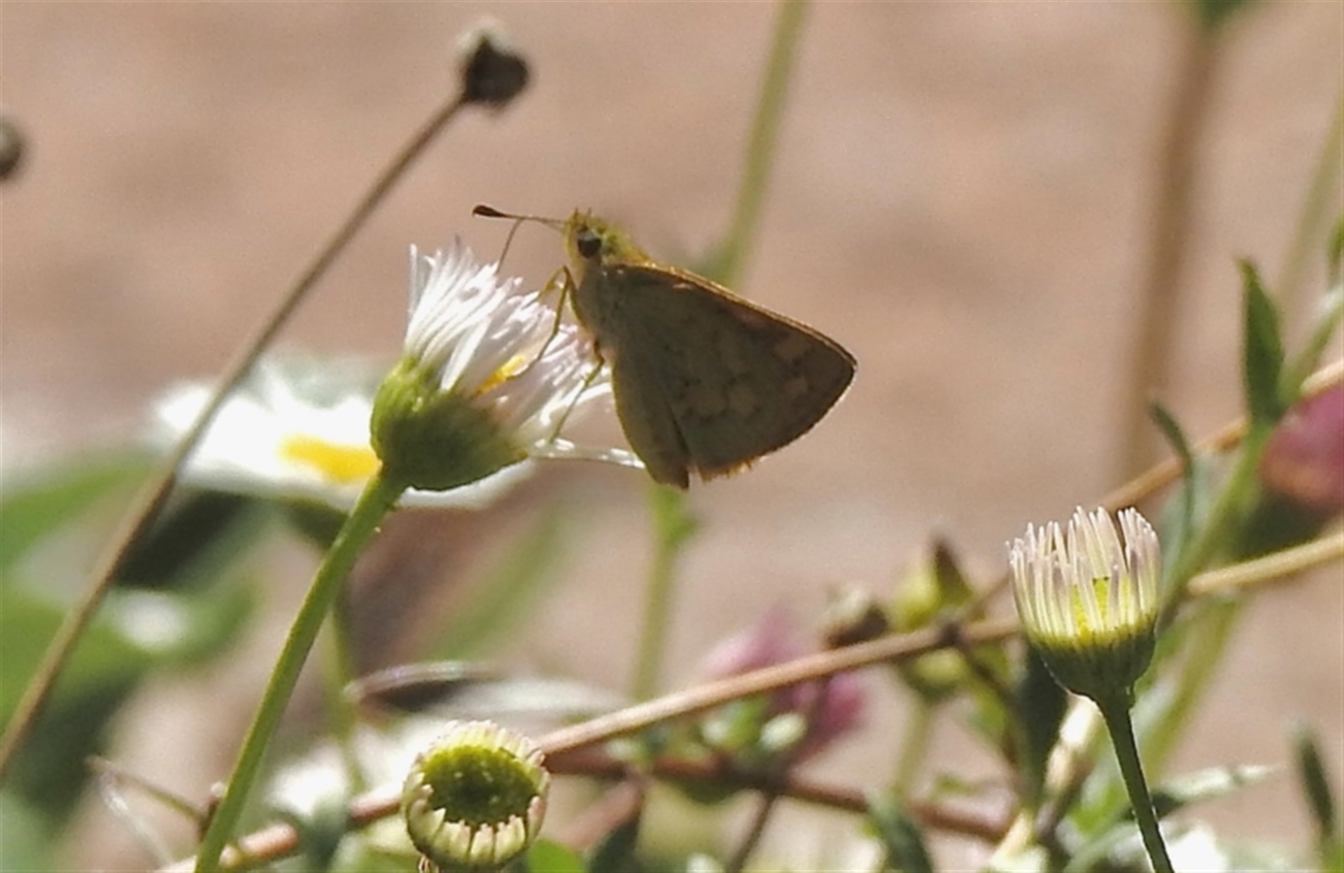 Ocybadistes walkeri at Aranda, ACT - 27 Feb 2021 03:15 PM