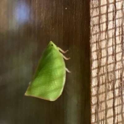 Siphanta sp. (genus) (Green planthopper, Torpedo bug) at Aranda, ACT - 27 Feb 2021 by KMcCue