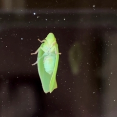 Siphanta sp. (genus) at Aranda, ACT - 27 Feb 2021 06:05 PM