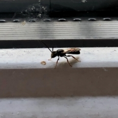 Unidentified Spider wasp (Pompilidae) (TBC) at Aranda, ACT - 25 Feb 2021 by KMcCue