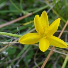 Hypoxis hygrometrica var. villosisepala (Golden Weather-grass) at Rugosa - 26 Feb 2021 by SenexRugosus