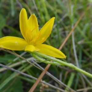 Hypoxis hygrometrica var. villosisepala at Yass River, NSW - 26 Feb 2021