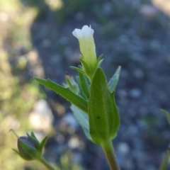 Gratiola pedunculata (Brooklime) at Yass River, NSW - 22 Feb 2021 by SenexRugosus
