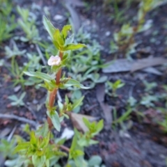 Gratiola pedunculata at Yass River, NSW - 22 Feb 2021 05:08 PM