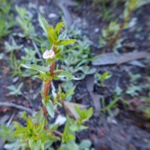 Gratiola pedunculata at Yass River, NSW - 22 Feb 2021