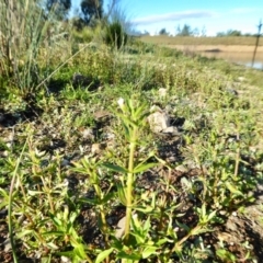 Gratiola pedunculata at Yass River, NSW - 22 Feb 2021