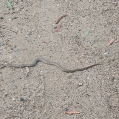 Pseudonaja textilis (Eastern Brown Snake) at Point Hut to Tharwa - 27 Feb 2021 by michaelb
