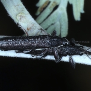 Rhinotia sparsa at Majura, ACT - 26 Feb 2021