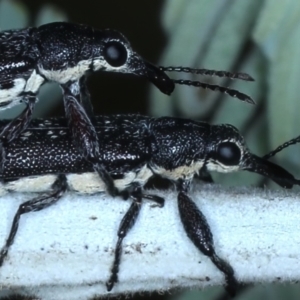 Rhinotia sparsa at Majura, ACT - 26 Feb 2021