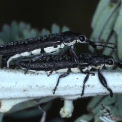 Rhinotia sparsa at Majura, ACT - 26 Feb 2021